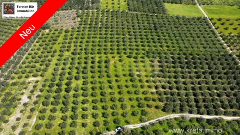 Sivas Kreta, Sivas - Olivenhain - 27.514 m² Grundstück kaufen